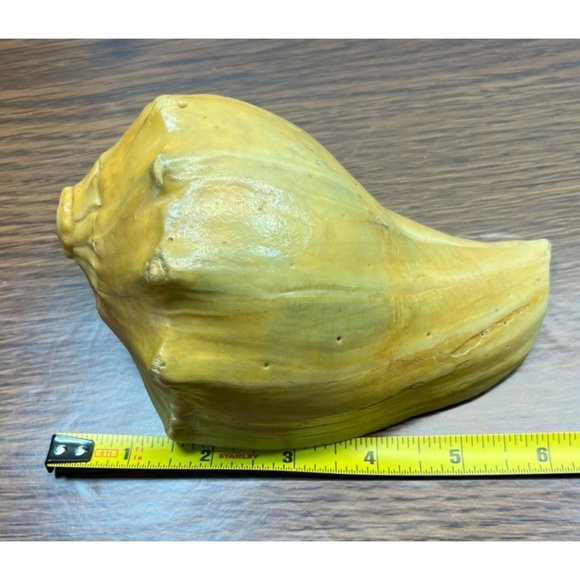 Vintage Whelk Conch Shell North Carolina Atlantic Ocean Nautical Beach Decor - Picture 7 of 7